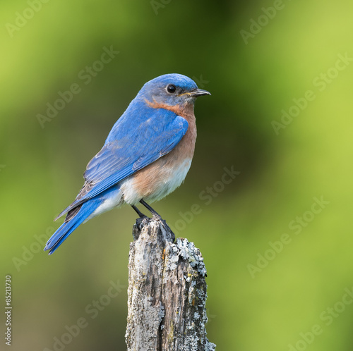 Male Eastern Bluebird  © FotoRequest