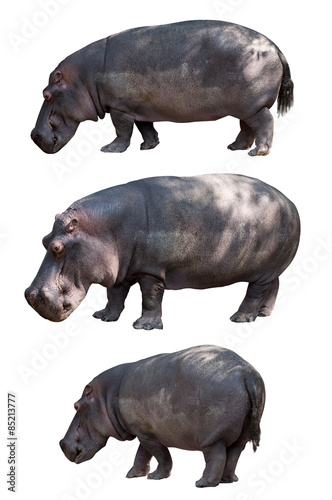3 hippo isolated on white background
