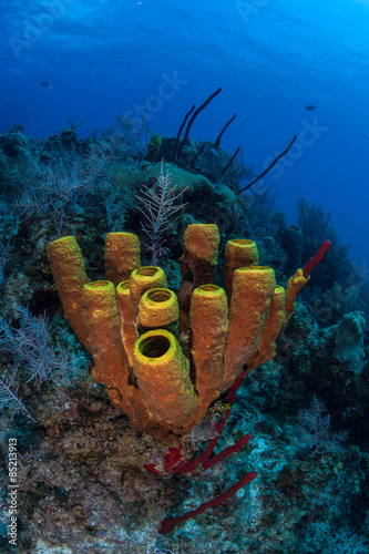 Tube Sponges on Caribbean Reef #85213913
