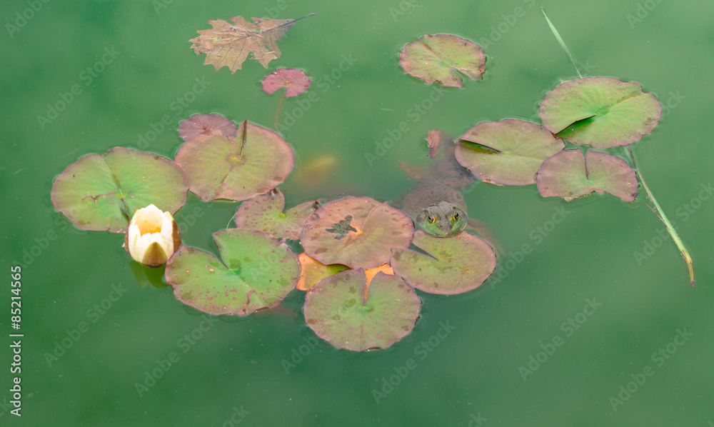 frog resting on Lily pad waiting for lunch to arrive frog resting on Lily pad waiting for lunch to arrive
