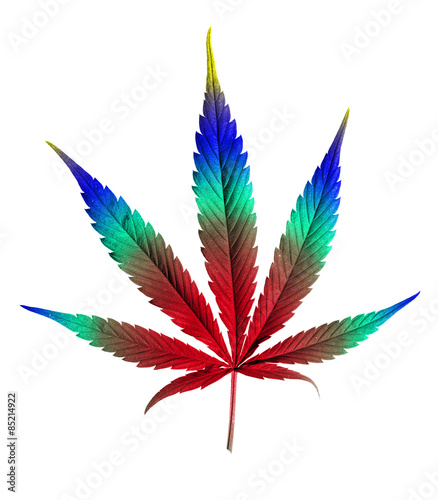 colorful cannabis leaf isolated on white