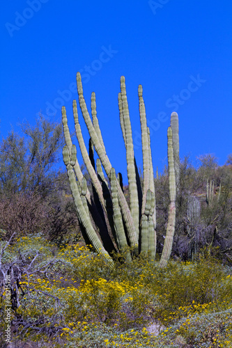 Large specimen Organ Pipe Cactus surrounded by wildflowers at Organ Pipe Cactus National Monument