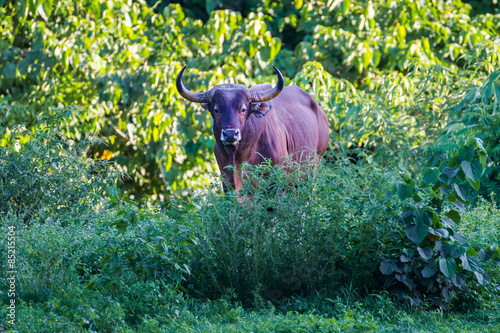 adult Male Banteng (Bos javanicus) in real nature  photo