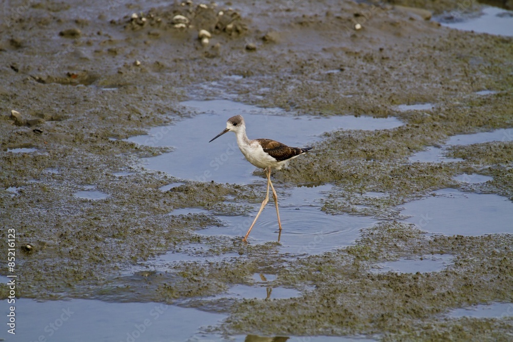 black-winged stilt looking for food,Himantopus himantopus black-winged stilt looking for food,Himantopus himantopus
