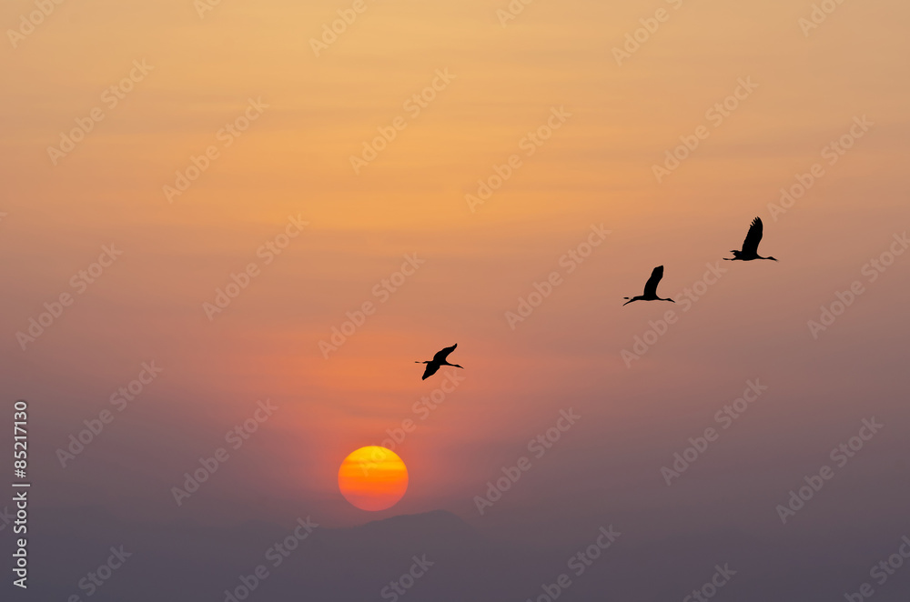 Fototapeta premium Flying birds sihouette
