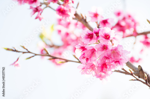 Wild Himalayan Cherry (Prunus cerasoides) blooming in northern T