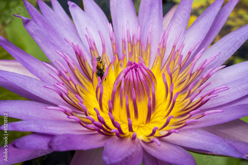 water lily  Nymphaea 