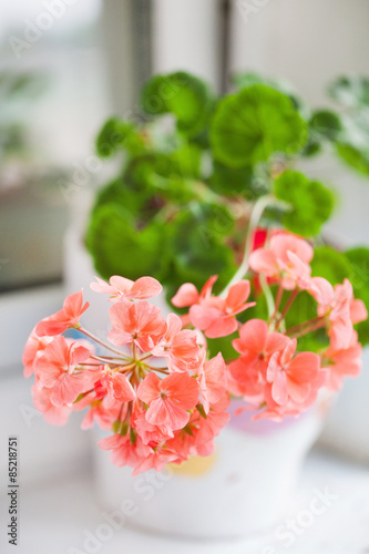 Fototapeta Naklejka Na Ścianę i Meble -  geranium flowers
