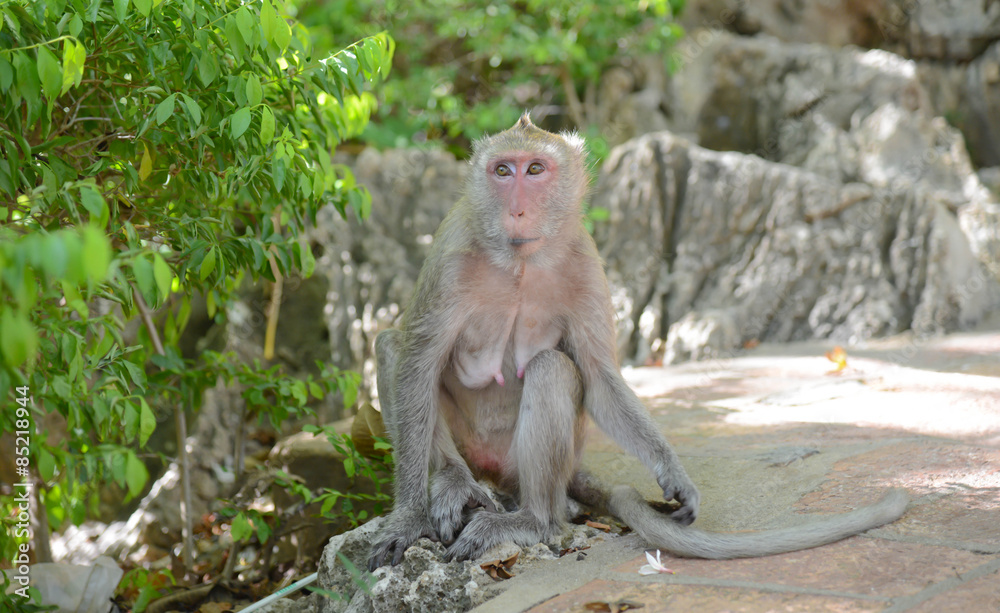 Fototapeta premium monkey sit alone in the park