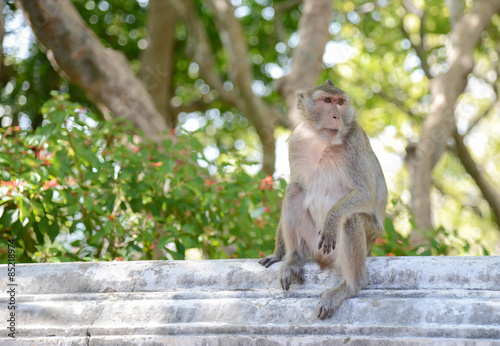 monkey sit alone in the park