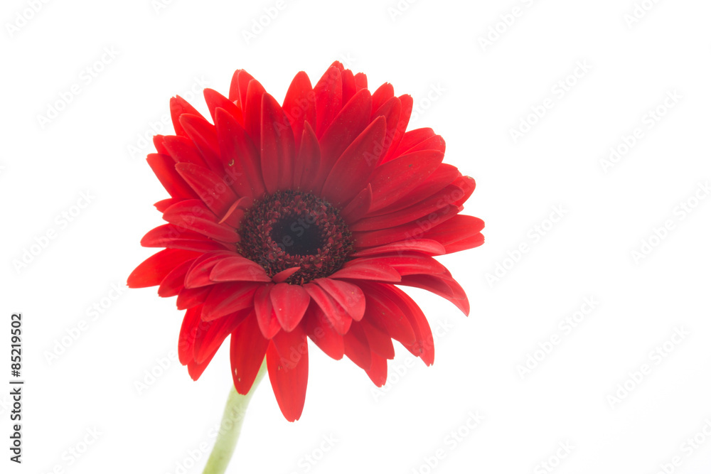red gerbera red gerbera