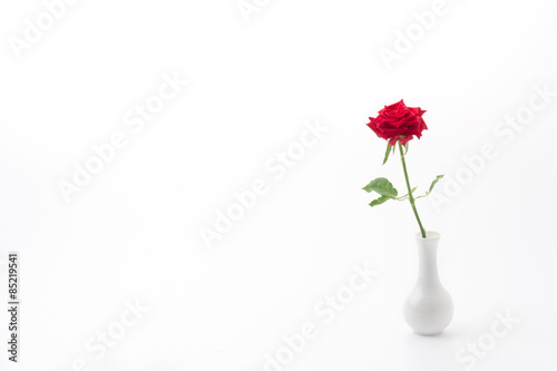 red rose © topntp