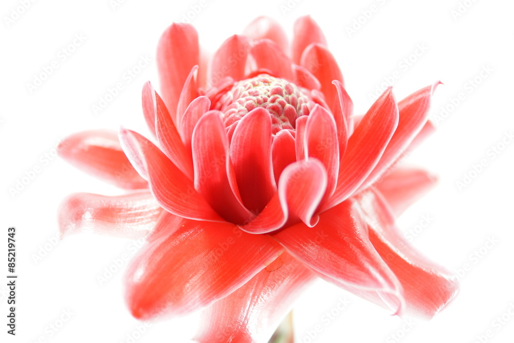 Tropical Red flower of etlingera elatior