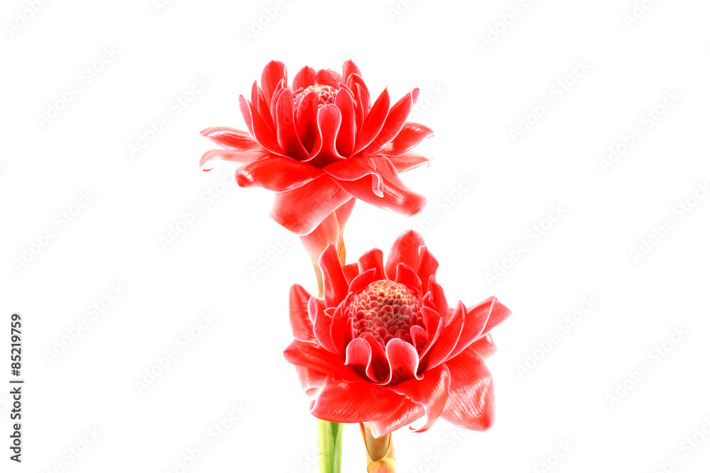 Fototapeta premium Tropical Red flower of etlingera elatior