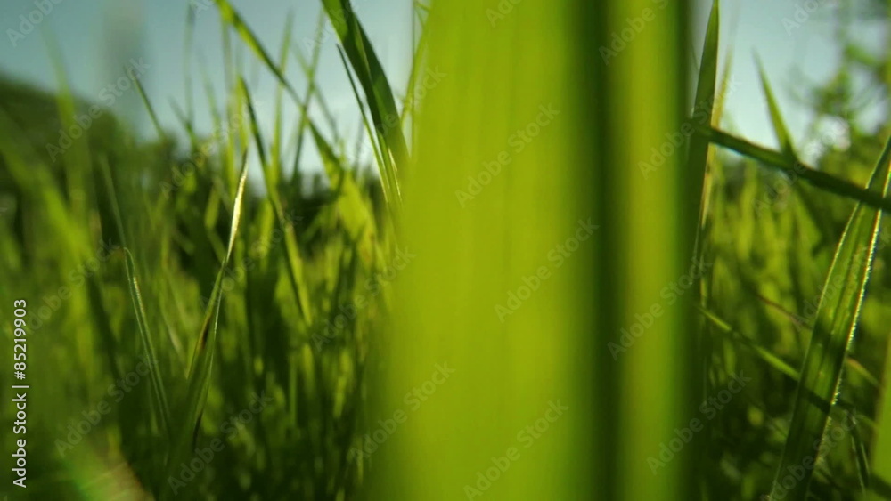 Walking through the grass with sunlight