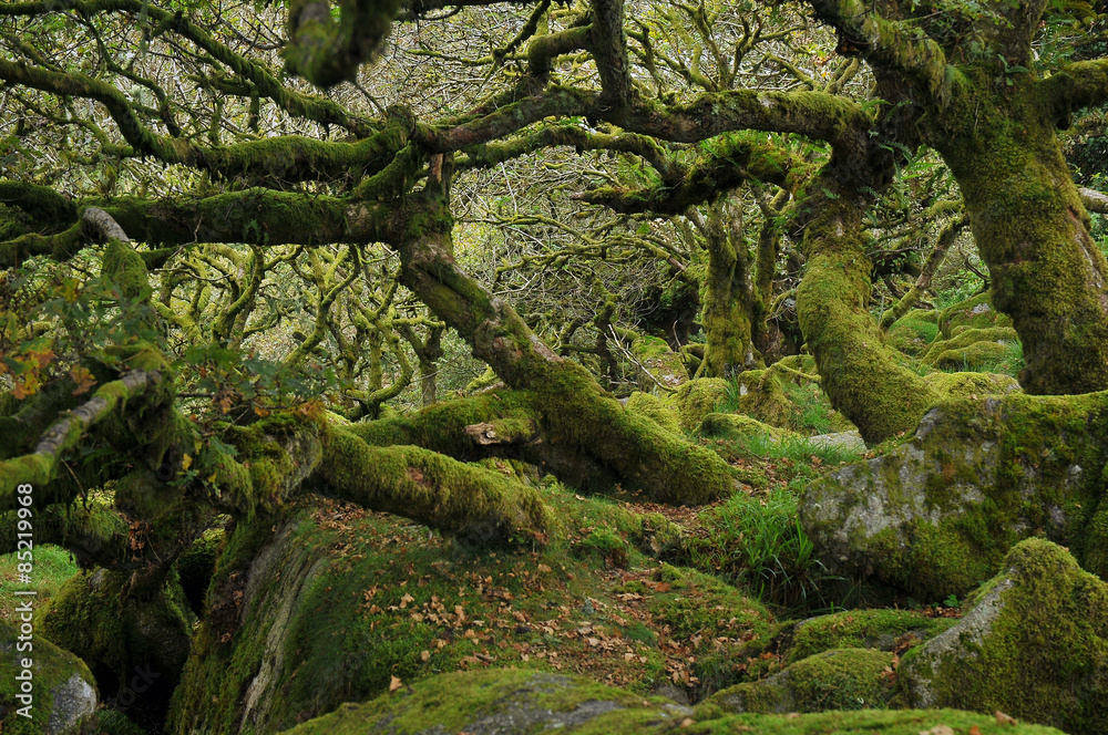 Obraz premium Wistman's wood, Dartmoor, United Kingdom
