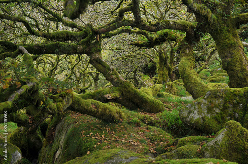 Wistman's wood, Dartmoor, United Kingdom
