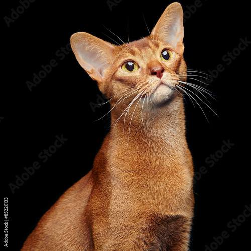 Tableau sur toile Portrait of beautiful young abyssinian cat
