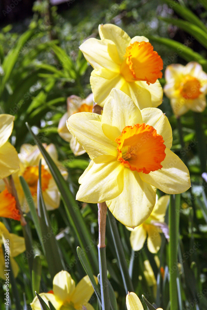 Daffodils / Two yellow narcissus in the garden Moscow Daffodils / Two yellow narcissus in the garden Moscow