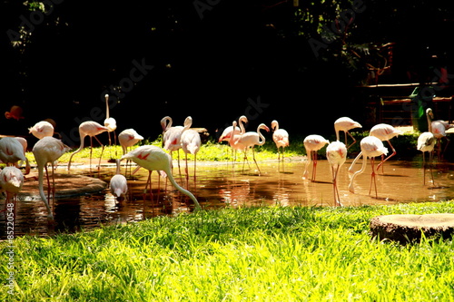 Photo taken during sightseeing around the Bird Park in Foz do Iguacu, Brazil.