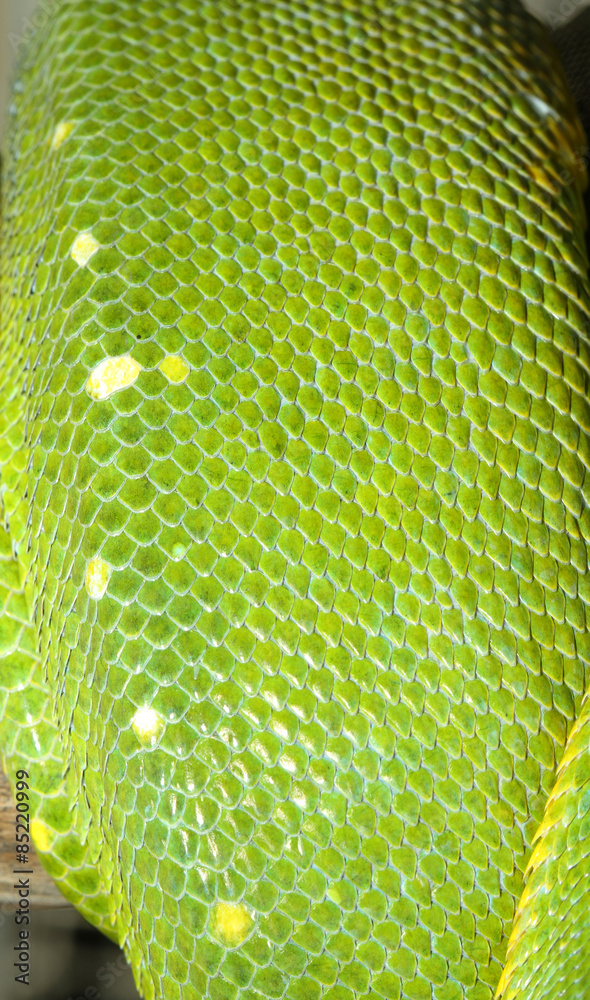 Fototapeta premium green tree python skin