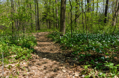 Forest trail surrounded by white trillium flowers