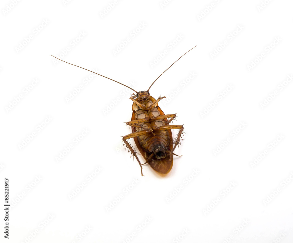 A dead cockroach isolated on white background A dead cockroach isolated on white background