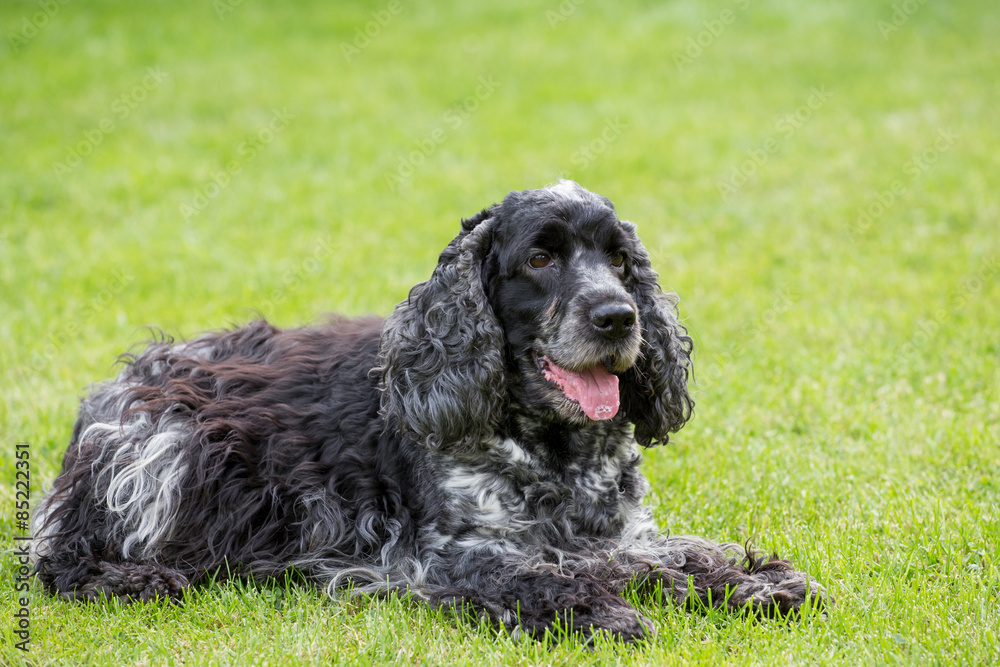 outdoor portrait of lying english cocker spaniel outdoor portrait of lying english cocker spaniel