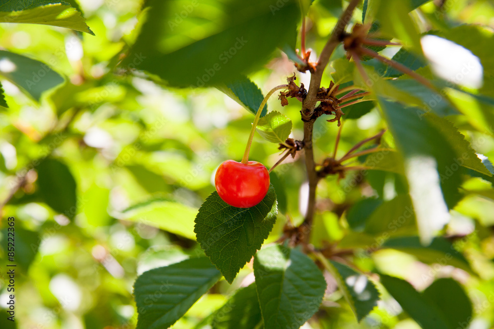 Cherries on a branch Cherries on a branch