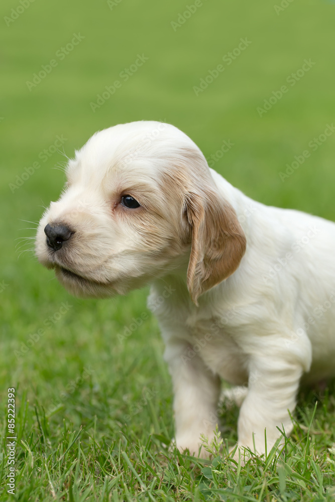 Looking English Cocker Spaniel puppy