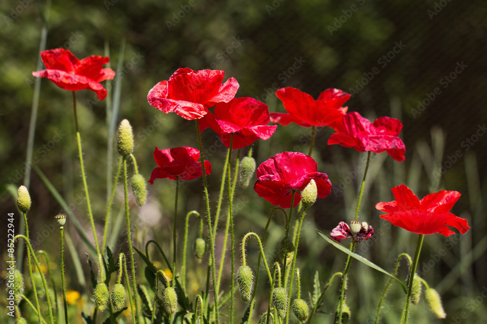 Obraz premium Poppy flowers