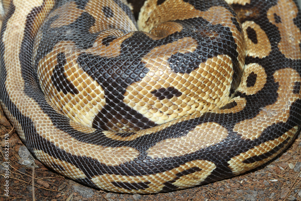 Naklejka premium Ball Python Snake skin