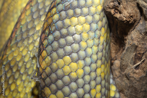 Moluccan Python snake skin photo