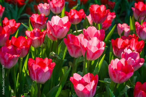 Beautiful red Tulip in garden. It is an herbaceous herb.