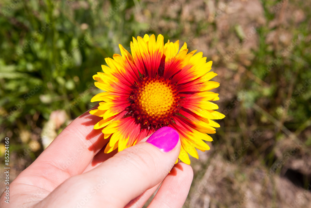 Fototapeta premium Yellow and red flower in the garden