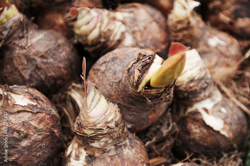 Bulbs