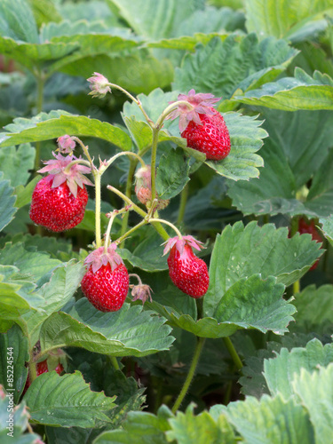 strawberry plant with ripe berries in the garden-bed
