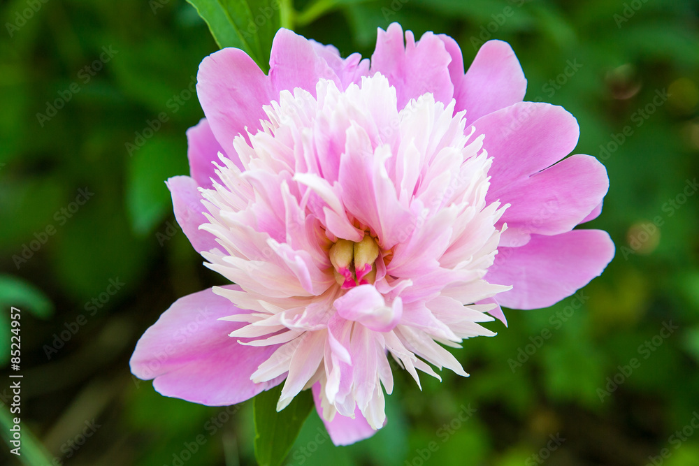 pink flower pink flower