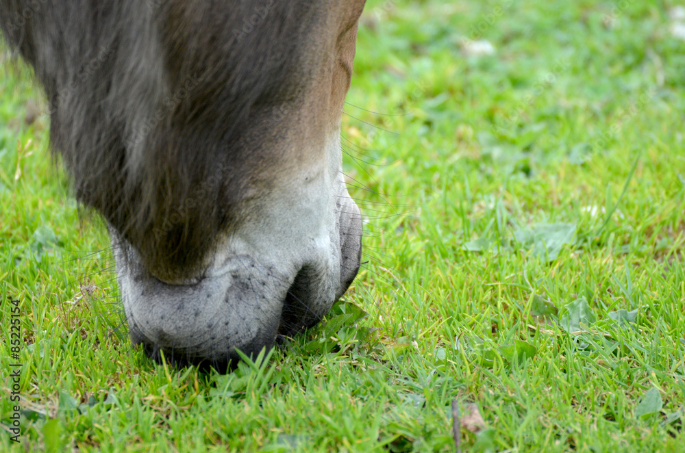 Fototapeta premium Esel beim Fressen