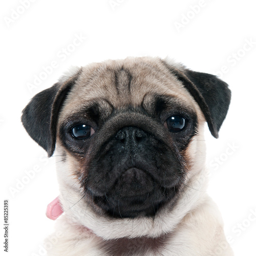 Pug Looking at camera