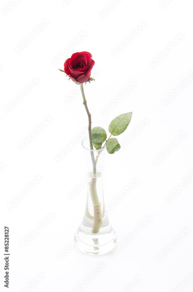 Obraz premium red rose