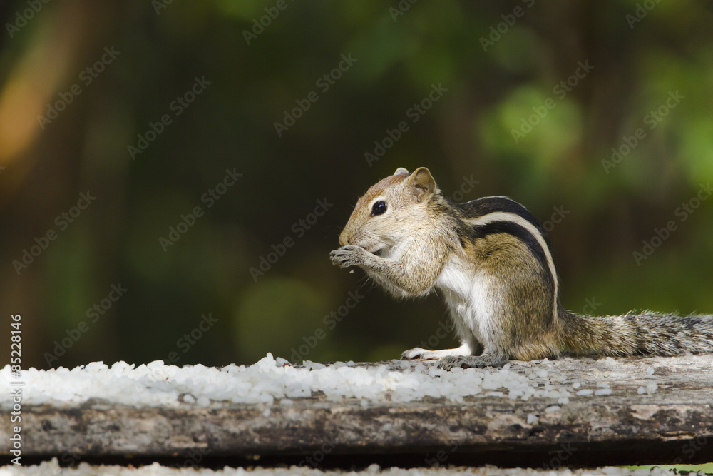 Indian palm squirrel in Minneriya, Sri Lanka