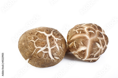 Fresh shiitake mushroom isolated on white