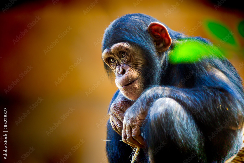 Obraz premium Chimpancés 