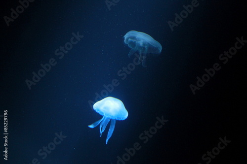 A beautiful jellyfish dancing in glow in Sea Life London Aquarium, England.