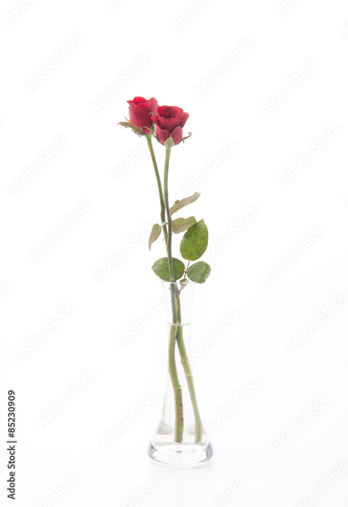 Obraz premium red rose