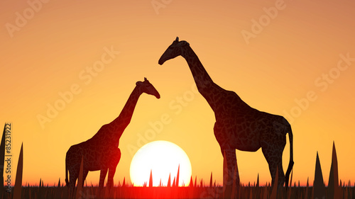 Canvas Print giraffes and sunset