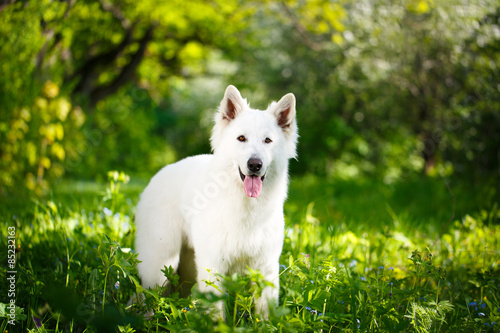 white swiss shepherd dog #85232163