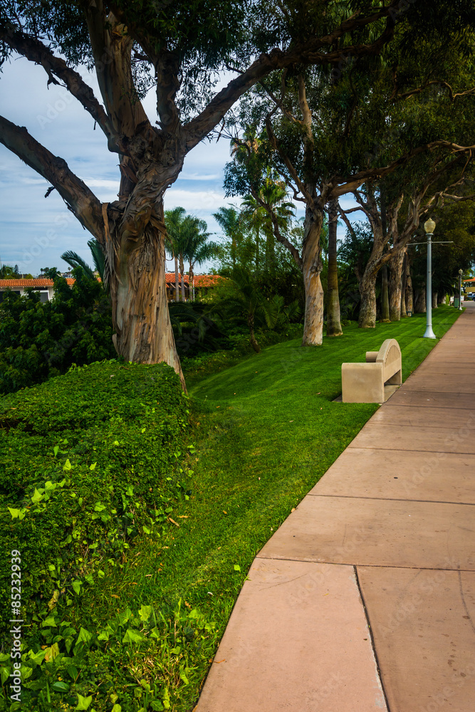 Obraz premium Trees along a sidewalk, on Lido Isle, in Newport Beach, Californ