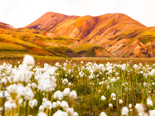 Field of cotton grass in icelandic mountains photo